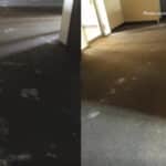 Does Cleaning Mold from Carpet Work?