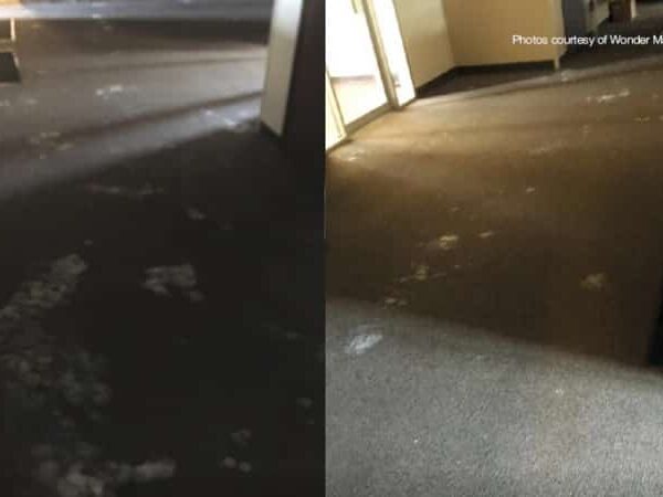 Does Cleaning Mold from Carpet Work?