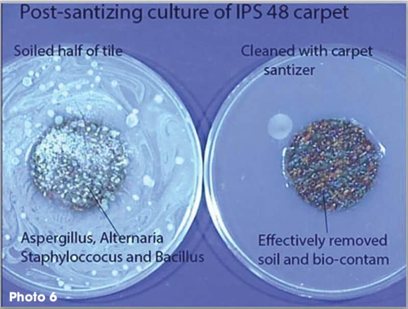 Post-sanitizing culture of IPS 48 carpet